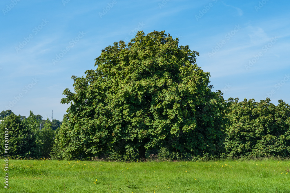 Beautiful Tree in Summer