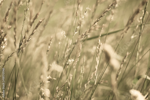 vintage wild grass blowing in the wind