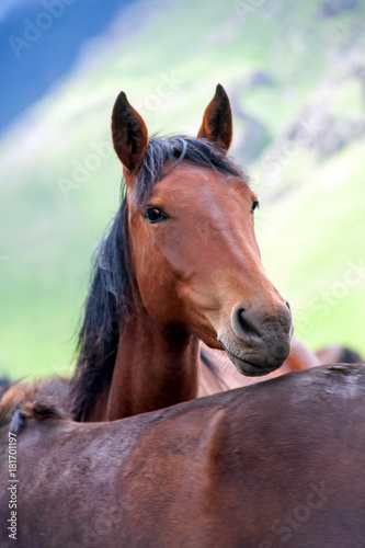 Lonely beautiful horse portrait close-up on green high mountain pastures in the summer in the mountains of Elbrus in the North Caucasus