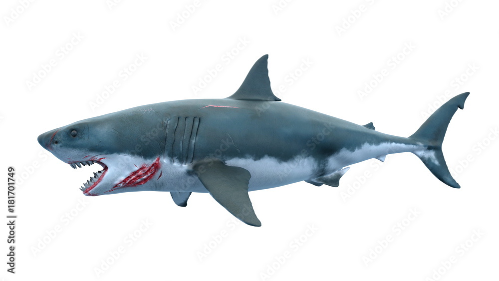 Fototapeta premium サメ