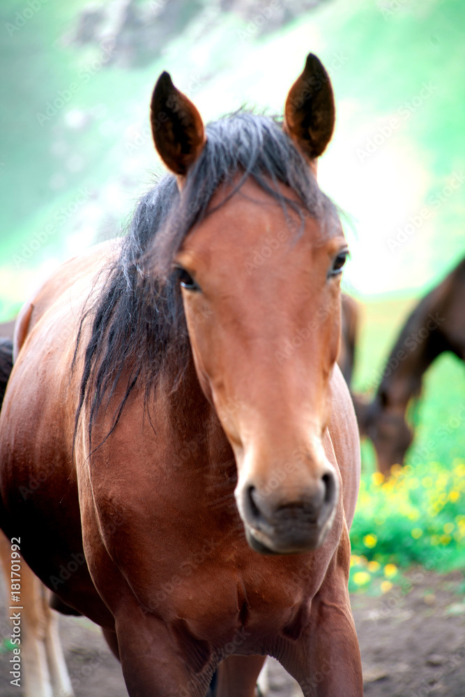 Lonely beautiful horse portrait close-up on green high mountain pastures in the summer in the mountains of Elbrus in the North Caucasus