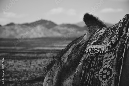 Camel photo
