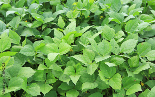 Young cowpea trees field. photo