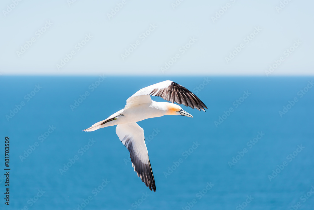 Closeup of one isolated white Gannet bird searching for partner by blue ocean bay turning curve on Bonaventure Island in Perce, Quebec, Canada by Gaspesie, Gaspe region