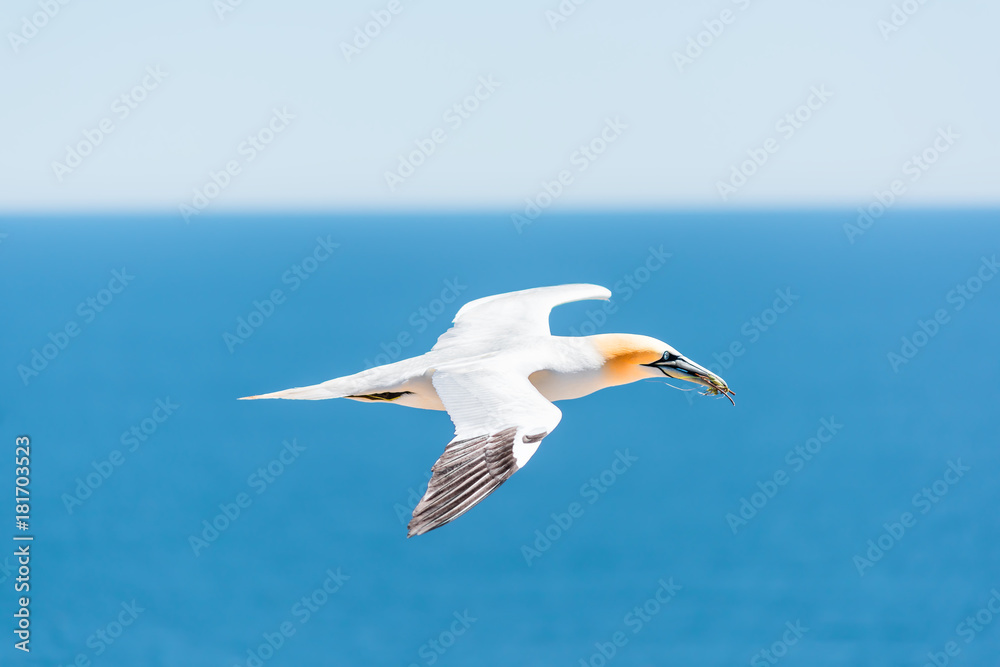 Closeup of one isolated white Gannet bird carrying nesting material grass and twigs on Bonaventure Island in Perce, Quebec, Canada by Gaspesie, Gaspe region Closeup of one isolated white Gannet bird carrying nesting material grass and twigs on Bonaventure Island in Perce, Quebec, Canada by Gaspesie, Gaspe region