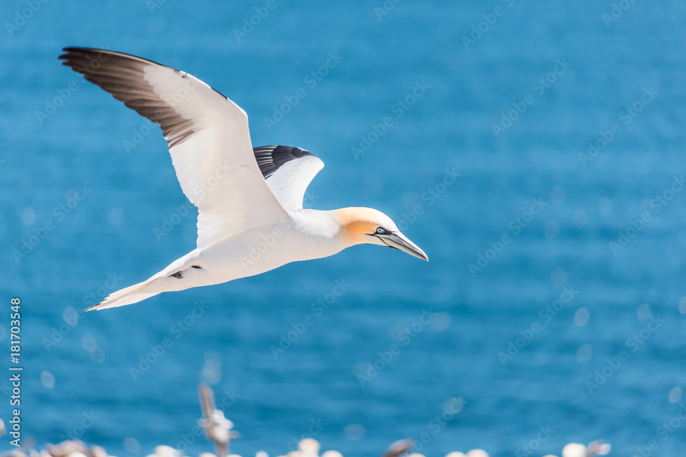 Closeup of one isolated white Gannet bird searching for partner by blue ocean bay on Bonaventure Island in Perce, Quebec, Canada by Gaspesie, Gaspe region