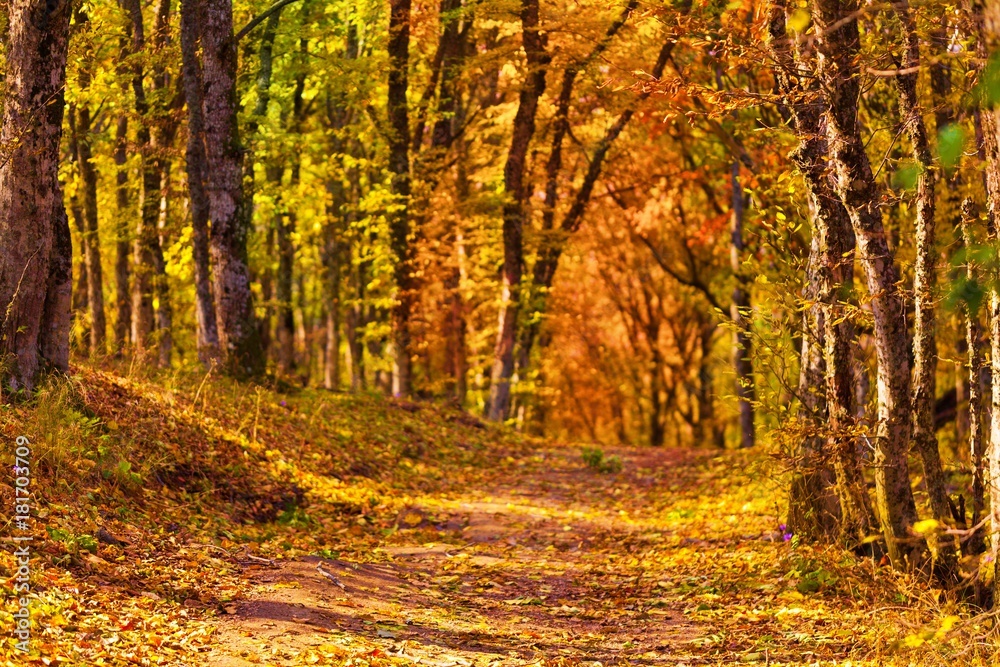 Obraz premium Autumn.