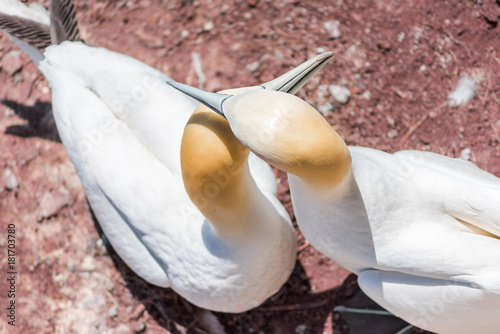 Aerial flat top view of two white Gannet bird standing closeup with beak, bill, flippers on Bonaventure Island cliff in Perce, Quebec, Canada