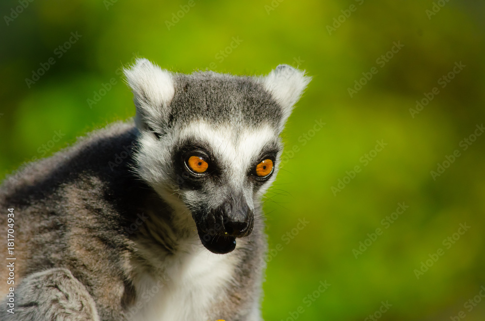 Ring tailed lemur Ring tailed lemur