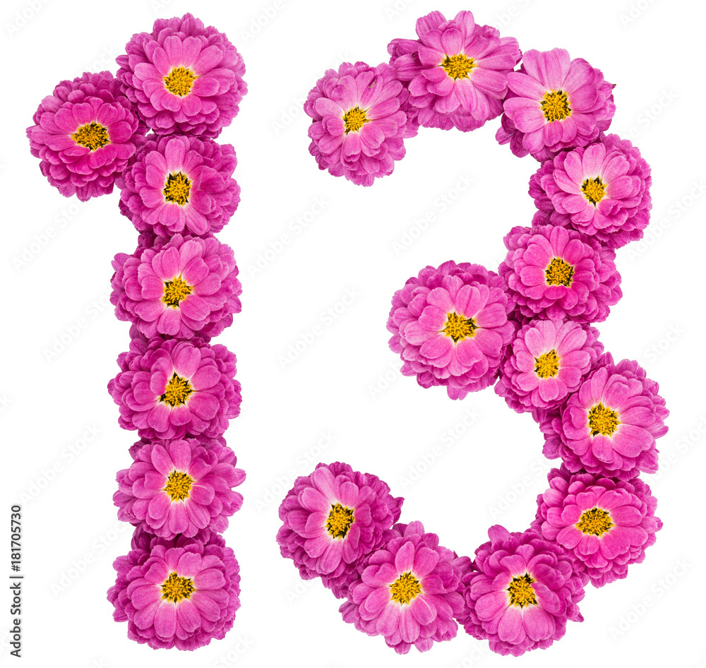 Arabic numeral 13, thirteen, from flowers of chrysanthemum, isolated on white background