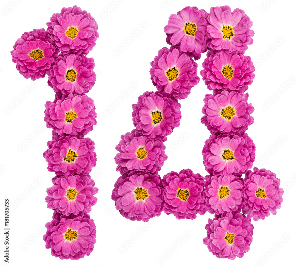 Arabic numeral 14, fourteen, from flowers of chrysanthemum, isolated on white background