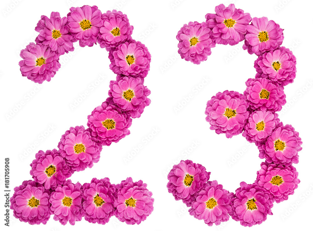 Arabic numeral 23, twenty three, from flowers of chrysanthemum, isolated on white background