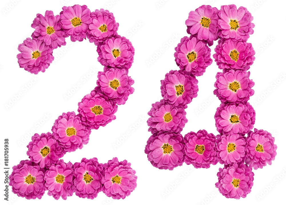Arabic numeral 24, twenty four, from flowers of chrysanthemum, isolated on white background