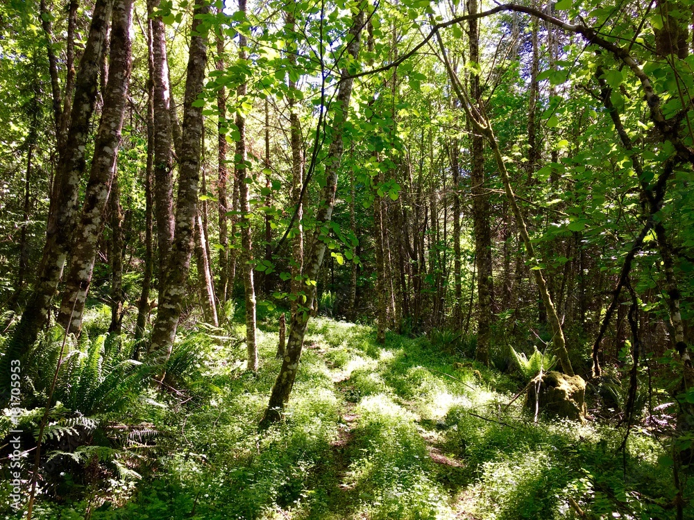 Obraz premium Sunny Forest Floor