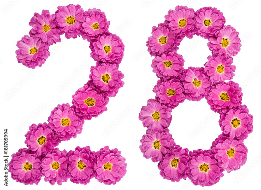 Arabic numeral 28, twenty eight, from flowers of chrysanthemum, isolated on white background