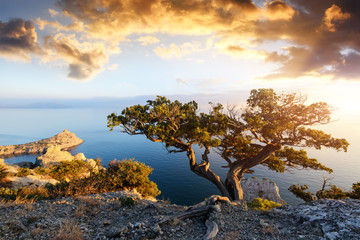 Fototapete Bäume Einsamer Baum am Klippenrand  © Ivan Kmit
