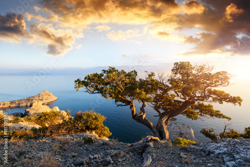 Alone tree on the edge of the cliff