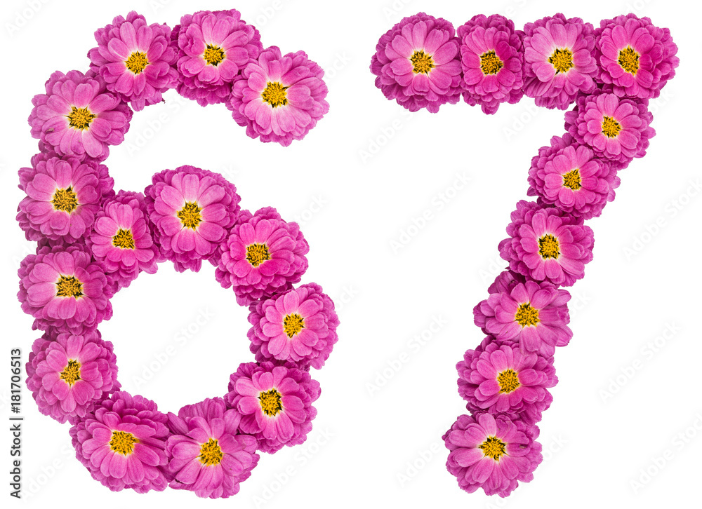 Arabic numeral 67, sixty seven, from flowers of chrysanthemum, isolated on white background