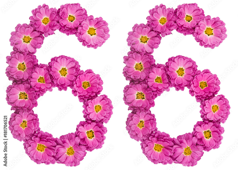 Arabic numeral 66, sixty six, from flowers of chrysanthemum, isolated on white background