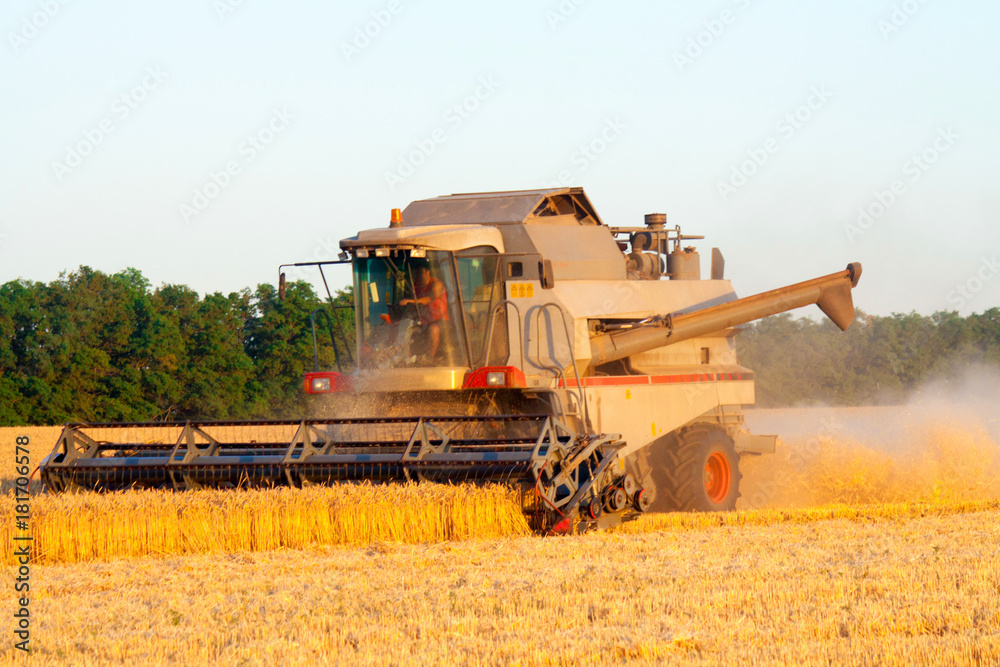 Fototapeta premium Combine machine is harvesting oats on farm field. combine harvester working on a wheat field. Combine harvester cuts the field of mature ripe yellow wheat