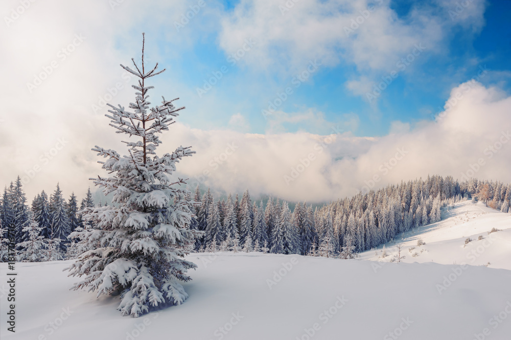 Fantastic winter landscape Fantastic winter landscape