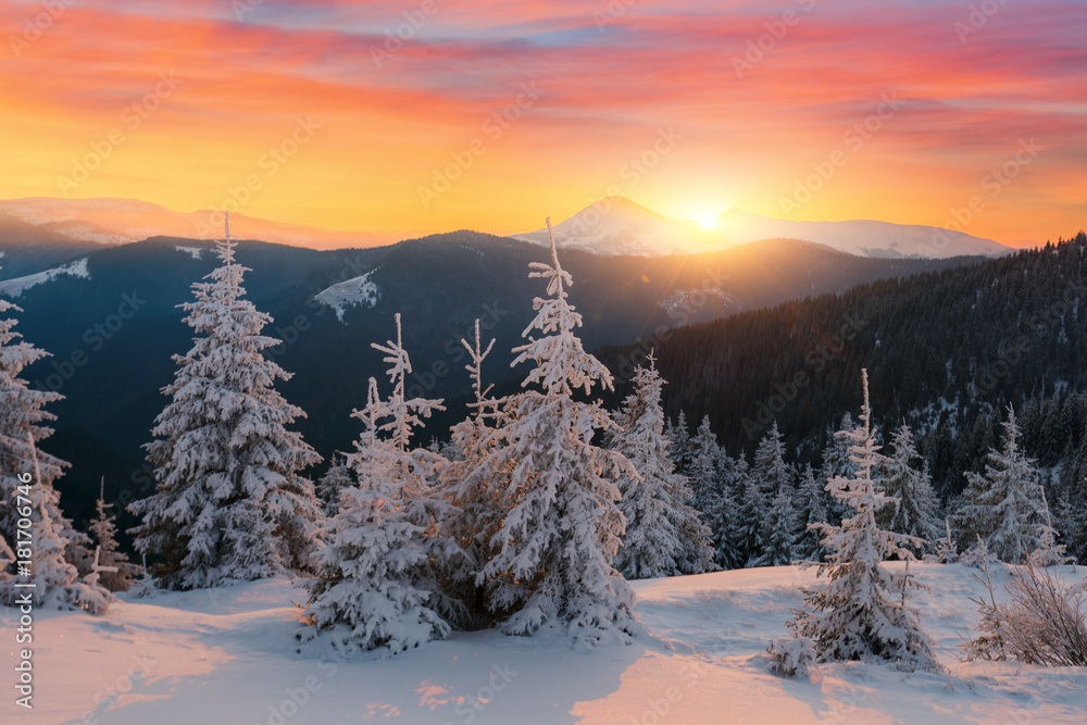 Dramatic wintry scene with snowy trees. Dramatic wintry scene with snowy trees.
