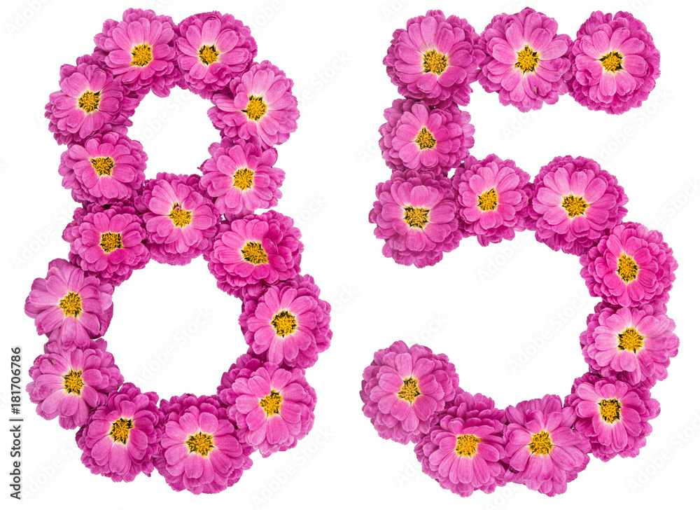 Arabic numeral 85, eighty five, from flowers of chrysanthemum, isolated on white background