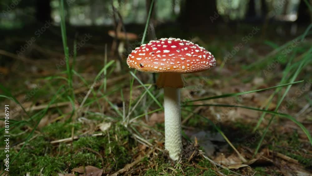 SLOW MOTION CLOSE UP: Beautiful red mushroom amanita muscaria growing deep in autumn woods. Poisonous mushroom fly amanita on mossy forest ground in late fall. Big red moushroom on sunny autumn day. SLOW MOTION CLOSE UP: Beautiful red mushroom amanita muscaria growing deep in autumn woods. Poisonous mushroom fly amanita on mossy forest ground in late fall. Big red moushroom on sunny autumn day.