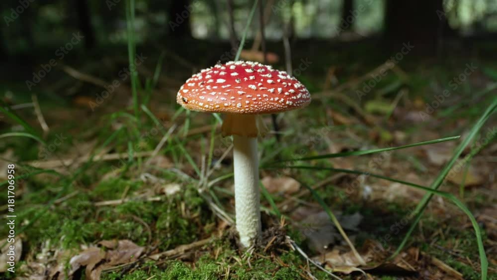 SLOW MOTION CLOSE UP: Big red poisonous mushroom amantia muscaria growing on a mossy ground in autumn. Deadly mushroom in a quiet autumn forest. Beautiful coral fungi sprouting on fertile forest soil SLOW MOTION CLOSE UP: Big red poisonous mushroom amantia muscaria growing on a mossy ground in autumn. Deadly mushroom in a quiet autumn forest. Beautiful coral fungi sprouting on fertile forest soil