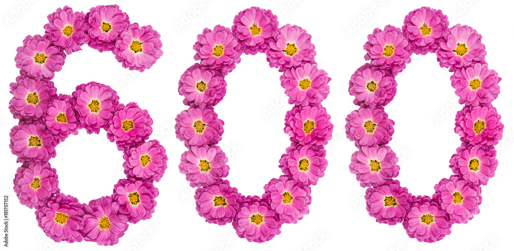 Arabic numeral 600, six hundred, from flowers of chrysanthemum, isolated on white background Arabic numeral 600, six hundred, from flowers of chrysanthemum, isolated on white background