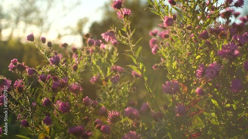 Beautiful autumn nature background.