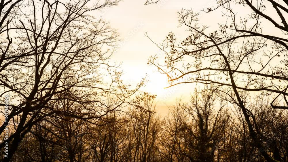 Smog sunset behind tree branches time lapse 4K Smog sunset behind tree branches time lapse 4K