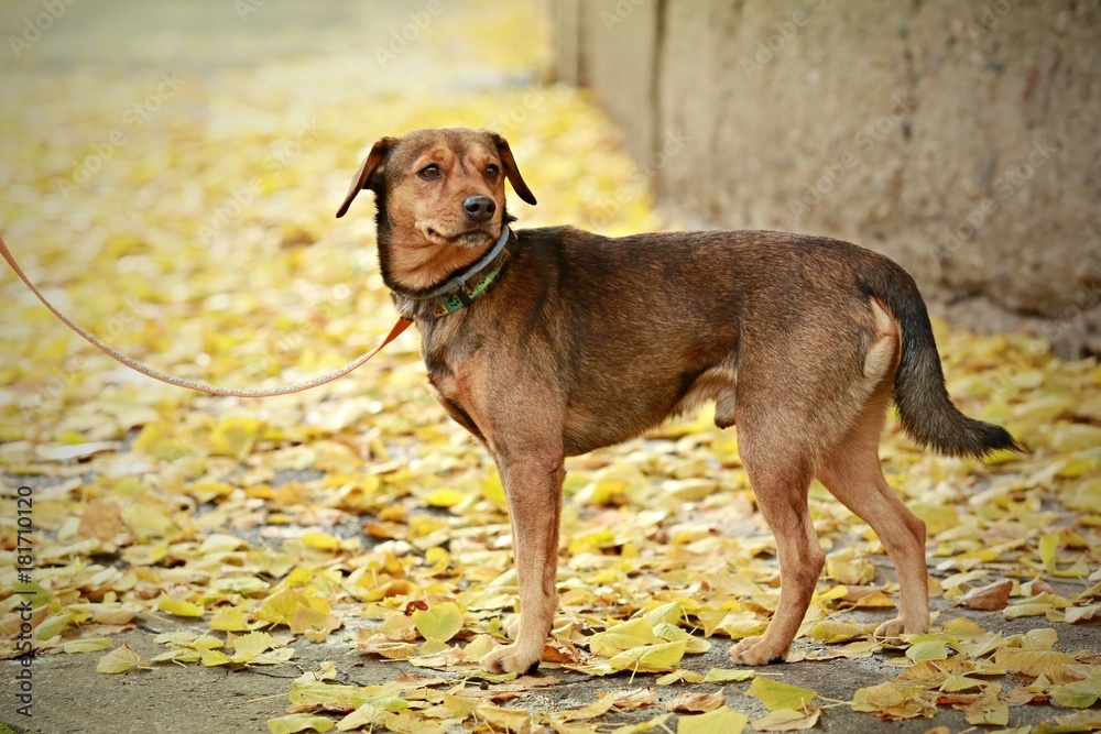 Sad looking brown dog on leash standing on pavement with yellow leaves Sad looking brown dog on leash standing on pavement with yellow leaves