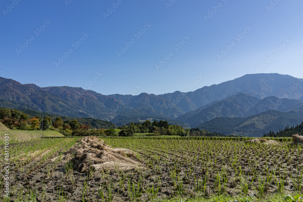 Beautiful panoramic view of havested agriculture rice field with mountains in the background in bright day light starting of Autumn in Nagano, central Japan