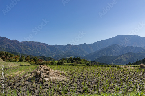 Beautiful panoramic view of havested agriculture rice field with mountains in the background in bright day light starting of Autumn in Nagano, central Japan
