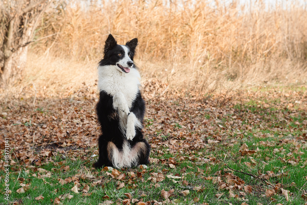funny border collie dog walk in park