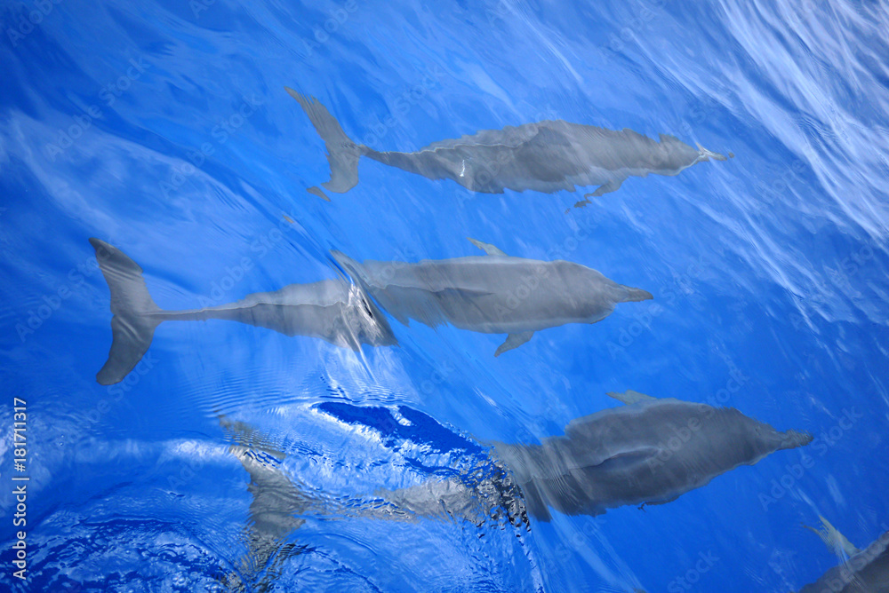 spinner dolphins, Big Island, Hawaii 