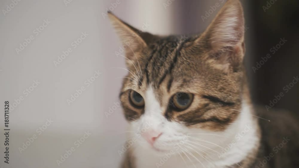 Cute cat head look around in slow motion 4K Cute cat head look around in slow motion 4K