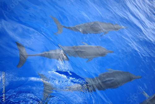 spinner dolphins  Big Island  Hawaii 