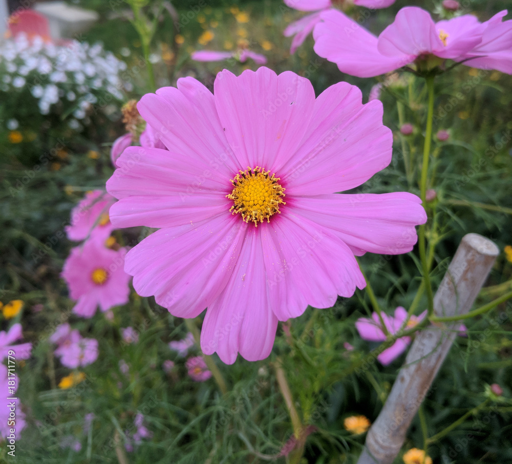 Obraz premium PINK FLOWER