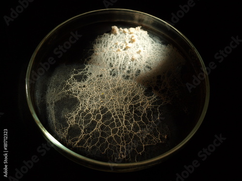 A veiny white plasmodium of a slime mould, or myxomycete, is crawling and spreading on a Petri dish surface. Myxomycete is a special organism that gathers from many microscopic unicellular amoebae.
