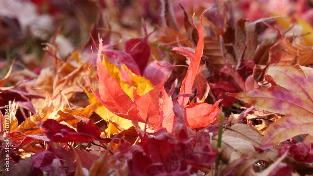  Maple leaves in autumn.