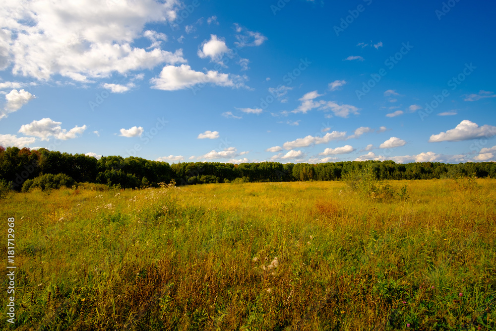 Fototapeta premium Sunny Meadow