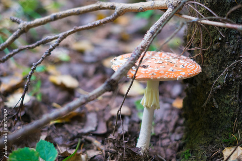 Fly Agaric photo