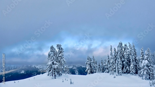 White Christmas. Trees covered with snow. Crater Lake National Park in winter. Oregon. United States. © aquamarine4