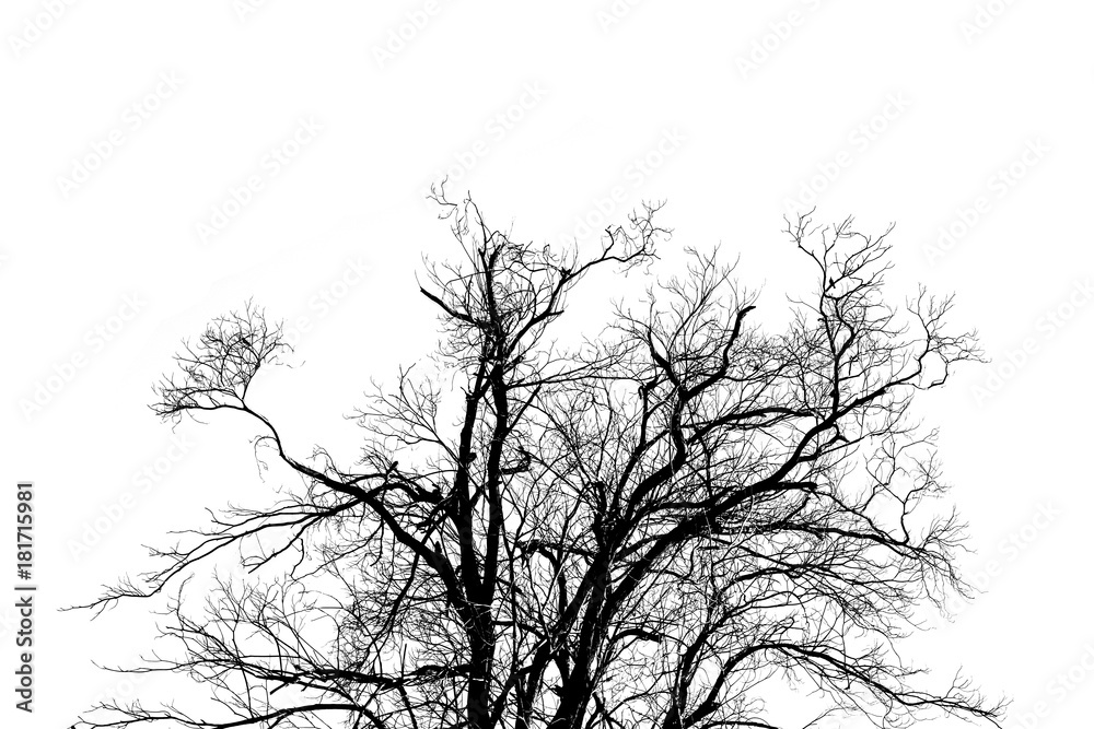 Fototapeta premium Branch of Dead tree Silhouette Isolated on White Background