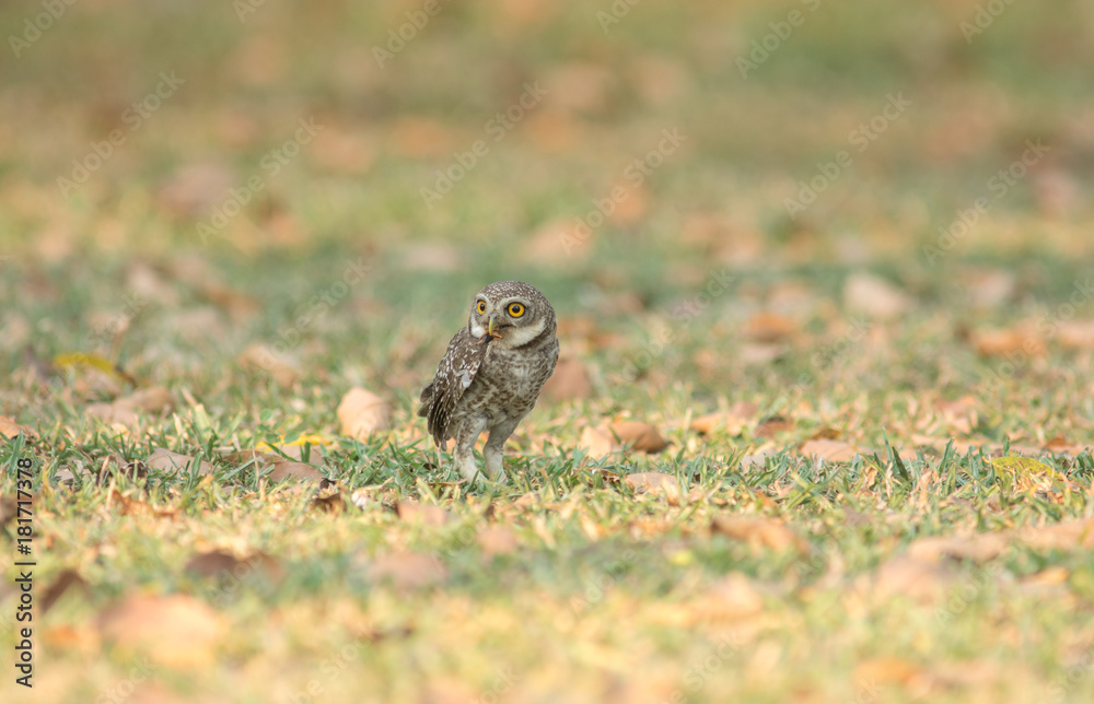 Fototapeta premium Spotted owlet catch cricket on the ground