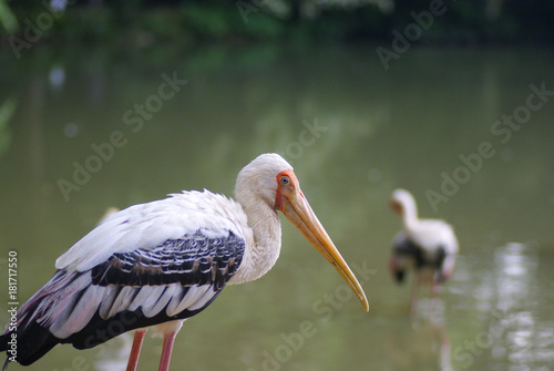 Photography The Milky Stork (Mycteria Cinerea) Resting Beside Lake in National Zoo of Malays