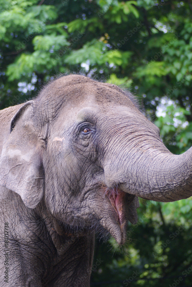 An Asian Elephant (Elephas Maximus) Strolling Alone At National Zoo Of Malaysia An Asian Elephant (Elephas Maximus) Strolling Alone At National Zoo Of Malaysia