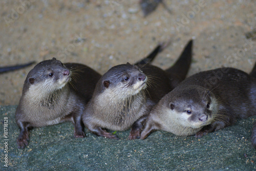 Three Otters Looking Sideways at Their Home in National Zoo of Malaysia